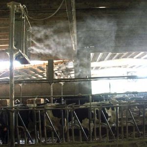 Sistemul de pulverizare evaporativa si cresterea vacilor de lapte